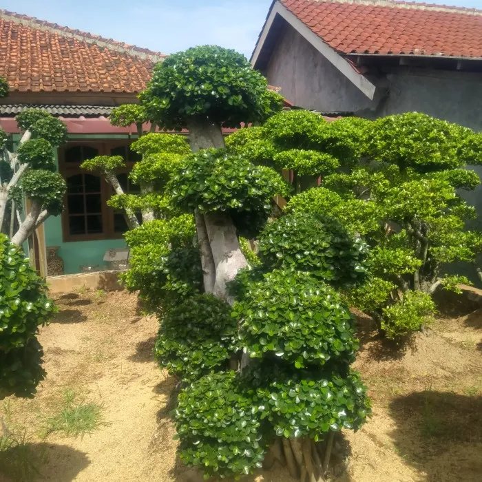 jual bonsai mikro